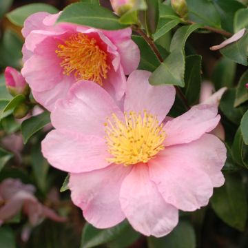 Kamelia Pink Goddess