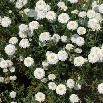 Jalosauramo - Chamaemelum nobile Ligulosum