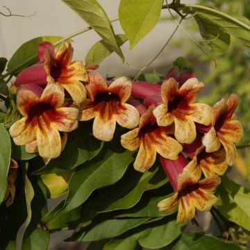 Trumpettiköynnös - Campsis capreolata