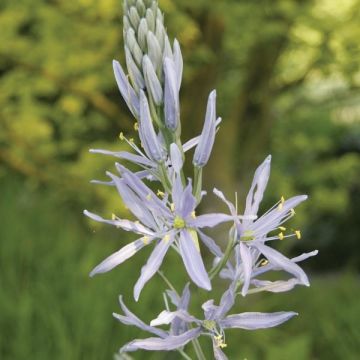 Oregonintähtihyasintti - Camassia cusickii