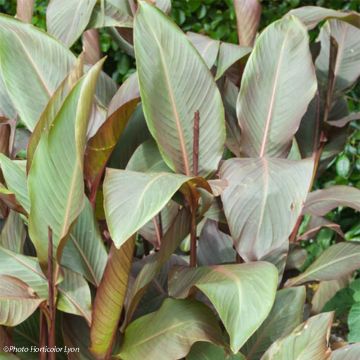 Intiankanna Purpurea