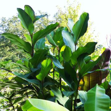 Tarhakanna Musaefolia