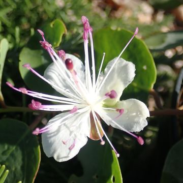 Kapris Inermis