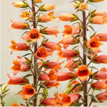 Sormustinkukka Firecracker