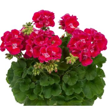 Vyöhykepelargoni Flowerfairy Red Splash