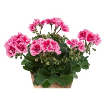 Vyöhykepelargoni Flowerfairy Fairy Pink