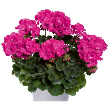 Enkelipelargoni TwoinOne Violet
