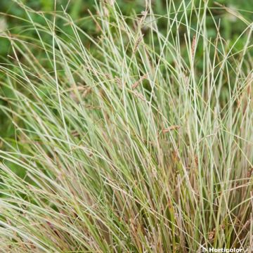 Kuparisara Viridis