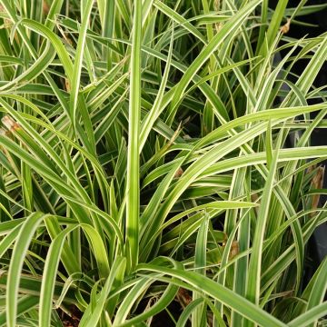 Palmusara variegata