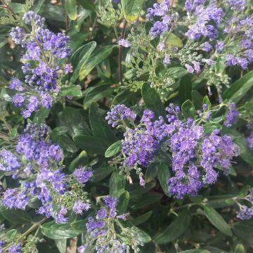 Jalorautaoksa Petit Bleu