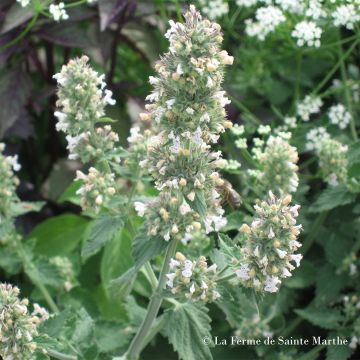 Aitokissanminttu - Ferme de Sainte Marthe - Nepeta cataria