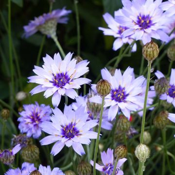 Sinikatana - Catananche caerulea