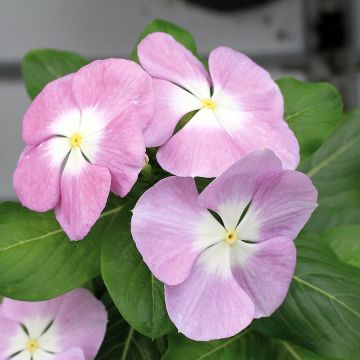Ruusukatara Titan F1 Lavender Blue Halo