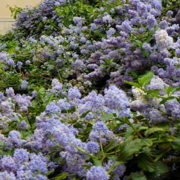 Tuoksio Marie Blue