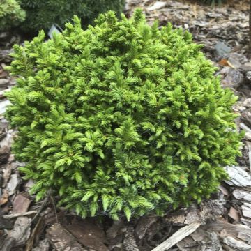 Sugi Green Pearl