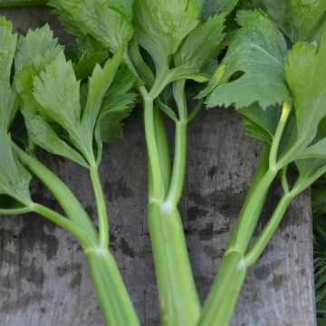 Yrttiselleri luomu - Ferme de Sainte Marthe - Apium graveolens