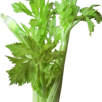 Ruotiselleri Lino