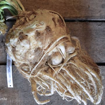 Mukulaselleri Alba luomu - Ferme de Sainte Marthe