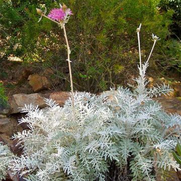 Jalokaunokki - Centaurea pulcherrima