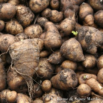 Mukulakirveli luomu - Ferme de Sainte Marthe - Chaerophyllum bulbosum