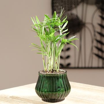 Sirovuoripalmu - Chamaedorea elegans