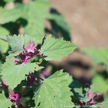 Hyvänheikinsavikka luomu - Ferme de Sainte Marthe - Chenopodium bonus-henricus