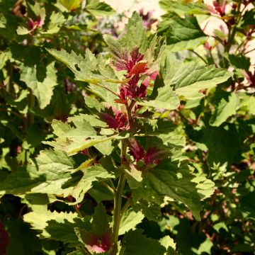 Jättisavikka luomu Ferme de Sainte Marthe - Chenopodium giganteum