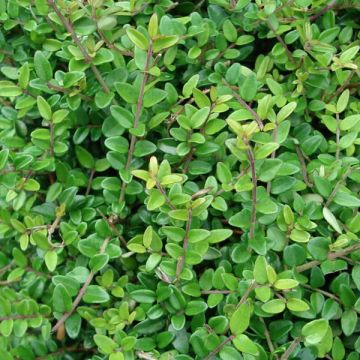 Myrttikuusama Elegant