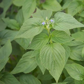 Chiasalvia luomu - Ferme de Sainte Marthe - Salvia hispanica