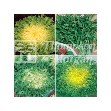 Sikuri - Cichorium intybus