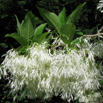 Partapensas - Chionanthus virginicus