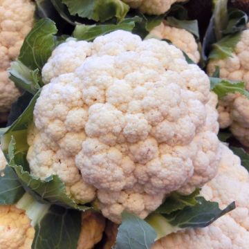 Kukkakaali Merveille de Toutes Saisons