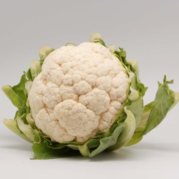 Kukkakaali Thabor