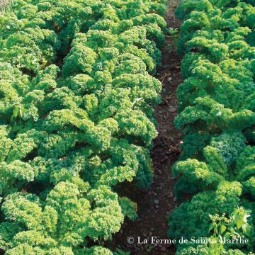 Lehtikaali acephala sabellica Halbhoher Grüner Krauser luomu - Ferme de Sainte Marthe