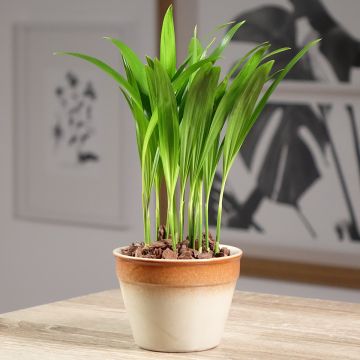 Puistokultapalmu - Chrysalidocarpus lutescens