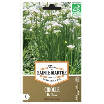 Kiinansipuli - Ferme de Sainte Marthe - Allium tuberosum odorum chinensis