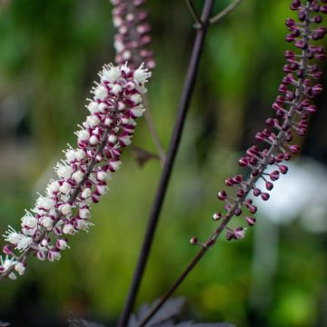 Syyskimikki Carbonella