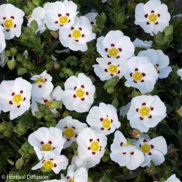Kistus Decumbens