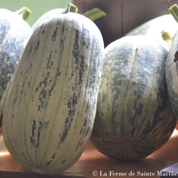 Satokurpitsa de Touraine luomu - Ferme de Sainte Marthe