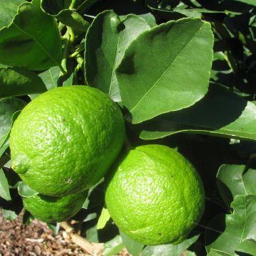 Persianlimetti - Citrus x latifolia