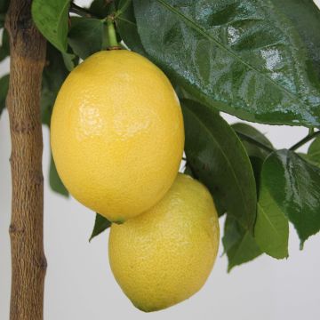 Sitruuna Lemox