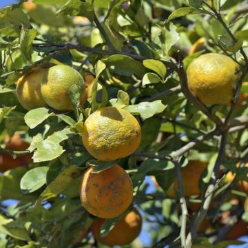 Volkamersitruuna - Citrus x volkameriana