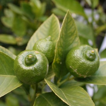 Limetti Mexicana