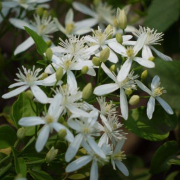 Tuoksukärhö - Clematis flammula