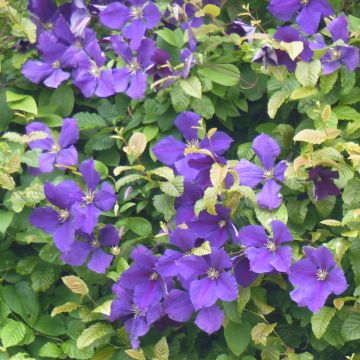 Loistokärhö - Clematis jackmanii