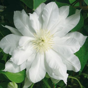 Loistokärhö Duchess of Edinburgh