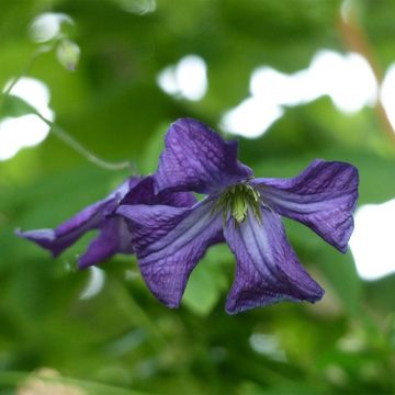 Viinikärhö - Clematis viticella
