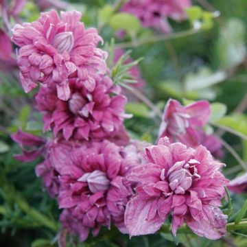 Viinikärhö Purpurea Plena Elegans