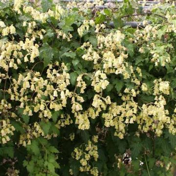 Loistokärhö - Clematis rehderiana