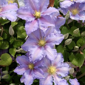 Loistokärhö Spotlight